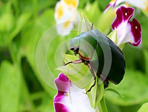 Green beetle sitting on purple flower