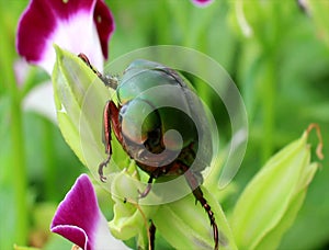 Green beetle sitting on purple flower