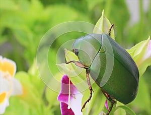 Green beetle sitting on purple flower