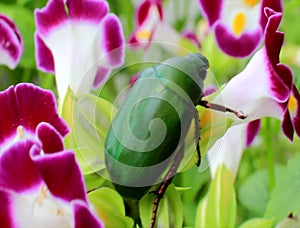 Green beetle sitting on purple flower