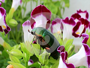 Green beetle sitting on purple flower