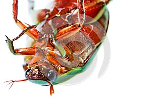 Green beetle turn over