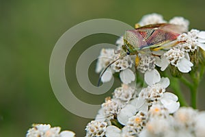 green beetle Vanyuchka is also a bug, a bug. It belongs to the order Hemiptera, suborder - bug, family - Pentatominae