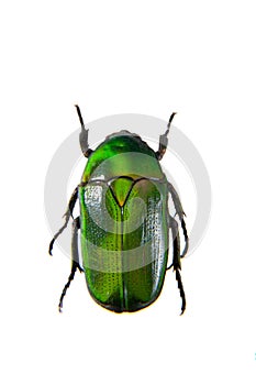 Green beetle on the white background