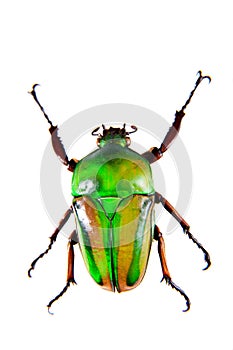 Green beetle on the white background