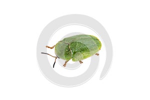 Green beetle on a white background