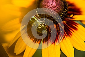 Green beetles procreating on top of a daisy