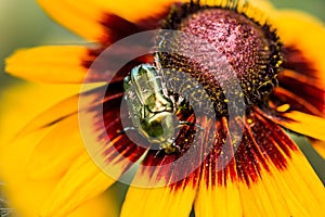 Green beetles procreating on top of a daisy
