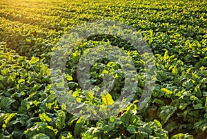 Green beetroot field on sunny day