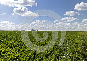 Green beets in the field in the summer