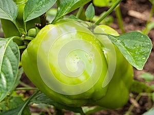 Green bell pepper