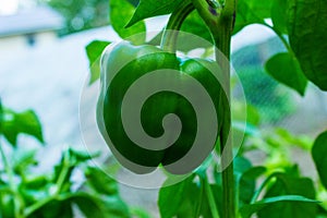 Green Bell Pepper - Capsicum annuum