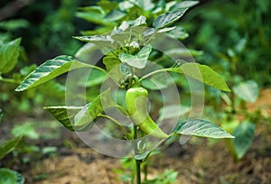 Green bell pepper is grown in the garden