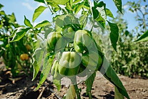 Green bell pepper hanging on tree in the plantation.Sweet pepper plant ,paprika