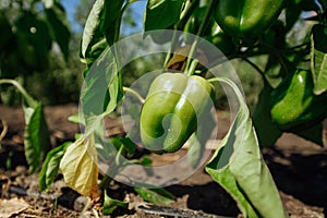 Green bell pepper hanging on tree in the plantation.Sweet pepper plant ,paprika