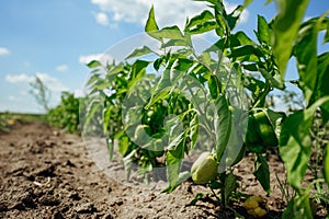 Green bell pepper hanging on tree in the plantation.Sweet pepper plant ,paprika