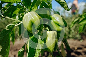 Green bell pepper hanging on tree in the plantation.Sweet pepper plant ,paprika