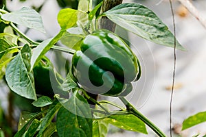 Green bell pepper on the tree in garden.