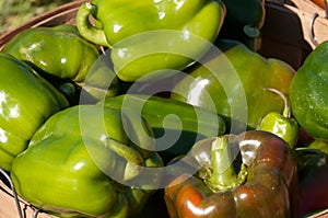 Green Bell Peppers