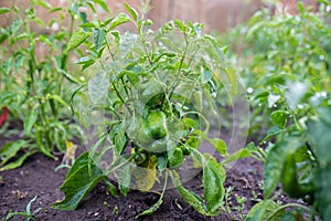 Green bell peppers in the garden