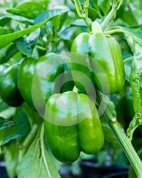 Green bell peppers growing in the garden