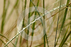 Green bent grass