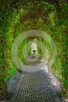 Green berceau arbour overgrown garden path