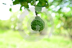 Green Bergamot on branch tree