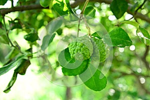 Green Bergamot on branch tree