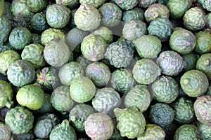 Green Bergamot Fruits Citrus bergamia