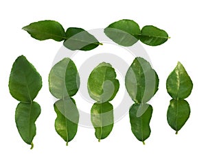 Green bergamots leaf on a white background photo