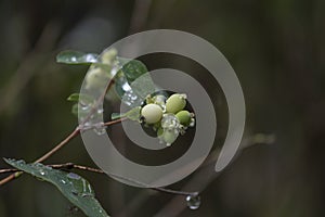 Green berries with dew drops on autumn shrubs