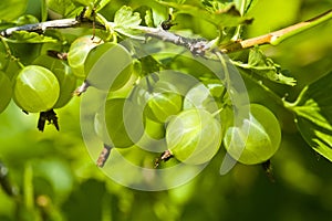 Green berries of a gooseberry on a blurred background