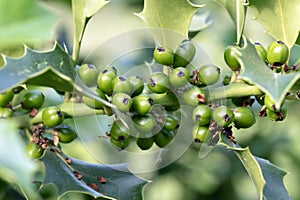 Green berries and holly leaves