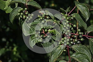 Green berries ripen on bushes in the forest