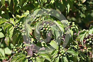 Green berries ripen on bushes in the forest