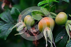 Green berries of rose hips on the bush. Macro photography of flora. Natural background.