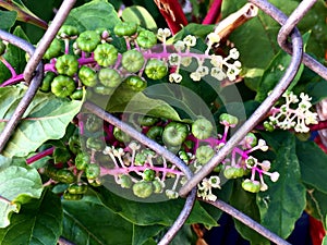 green berries on a wild vine growing on a fence