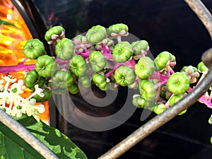 green berries on a wild vine growing on a fence photo