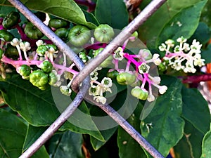 green berries on a wild vine growing on a fence