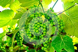 Green berries of wine on a bush, nature, close-up