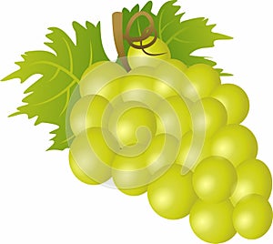 Green berry grapes vine fruit