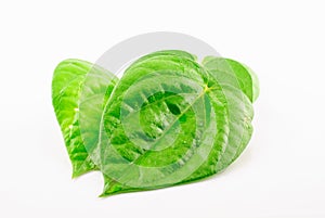 Green betel leaf