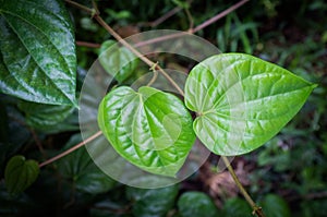 Green betel leaf.