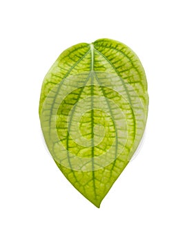 Green betel leaf with clipping path isolated on white background