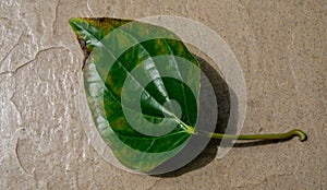 A green betel leaf or `Daun Sirih` on the floor under bright sunlight shadow with shadow