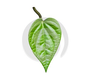 Green Betel leaf for Decorate isolated