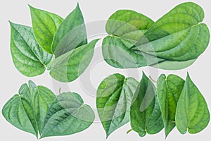 Green betel leaf on the gray background with clipping p