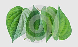 Green betel leaf on the gray background with clipping p