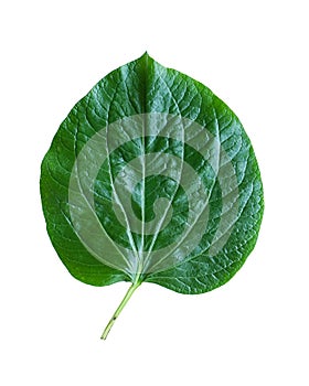 Green betel leaf heart shape